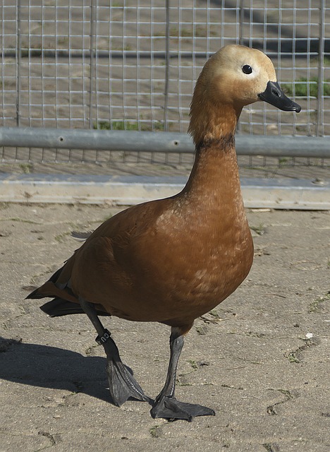 信念